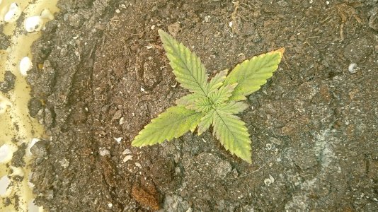 16428348155792158073291054015453.jpg 16428348155792158073291054015453.jpg