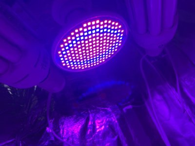 51181D5D-BAC5-4CA7-9CB5-4DF9B66D06EF.jpeg 51181D5D-BAC5-4CA7-9CB5-4DF9B66D06EF.jpeg