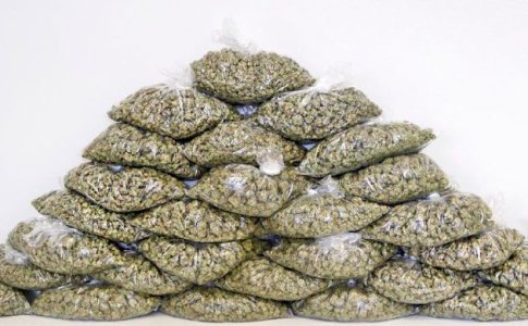 Урожайность куста конопли