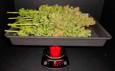 Урожайность куста конопли