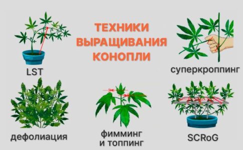 Техники выращивания конопли