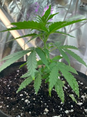 E7F313A4-F381-43BE-A001-3F25CD6EC23E.jpeg E7F313A4-F381-43BE-A001-3F25CD6EC23E.jpeg