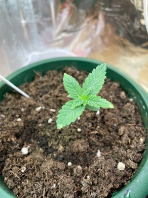 5409AB8B-7F41-4450-9F44-EEAAE17C1D48.jpeg 5409AB8B-7F41-4450-9F44-EEAAE17C1D48.jpeg