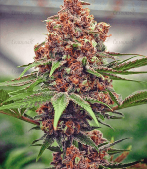 1643476712190.png 1643476712190.png