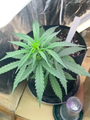 5C5F2D2D-5982-4F26-ACB1-42A48BBFCC68.jpeg 5C5F2D2D-5982-4F26-ACB1-42A48BBFCC68.jpeg