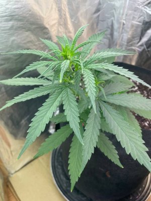 E38A82E9-FB9A-46F1-96F9-6903B2AD3DB5.jpeg E38A82E9-FB9A-46F1-96F9-6903B2AD3DB5.jpeg