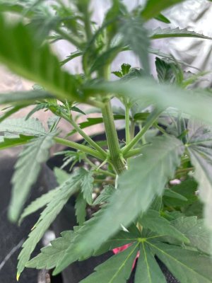 1AA3BCBB-68E1-4406-9FA0-4F8CA2A685A0.jpeg 1AA3BCBB-68E1-4406-9FA0-4F8CA2A685A0.jpeg