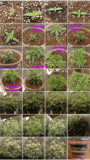 Screenshot_2023-11-07-23-37-26-634_com.miui.gallery-edit.jpg Screenshot_2023-11-07-23-37-26-634_com.miui.gallery-edit.jpg