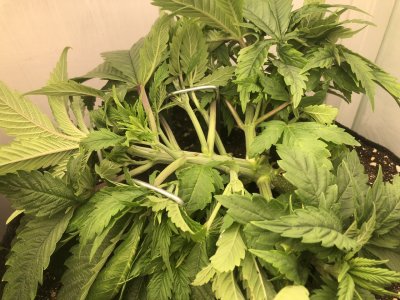 IMG_5008.jpeg IMG_5008.jpeg