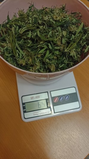 IMG_20231115_193221.jpg IMG_20231115_193221.jpg