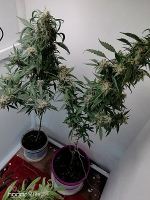 IMG_20231019_083825.jpg IMG_20231019_083825.jpg