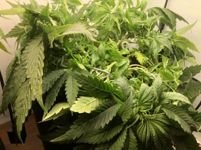 IMG_5047.jpeg IMG_5047.jpeg