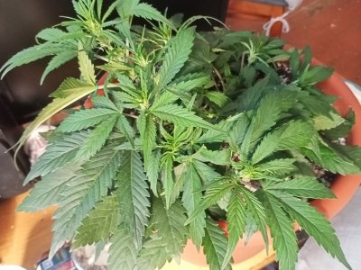 IMG20231119141813.jpg IMG20231119141813.jpg