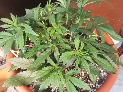 IMG20231119141750.jpg IMG20231119141750.jpg