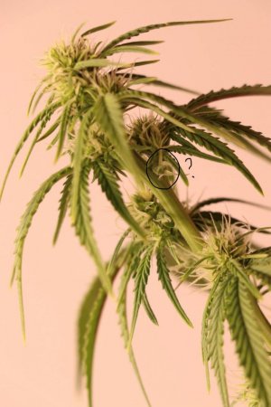 photo_1_2023-11-20_22-23-08.jpg photo_1_2023-11-20_22-23-08.jpg