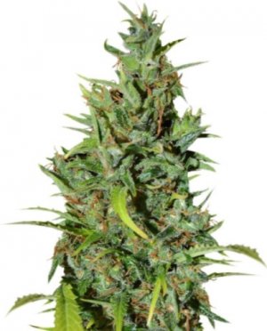 nevilles haze.jpg nevilles haze.jpg