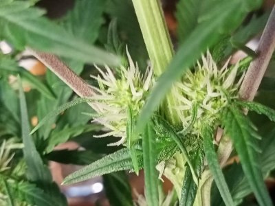 IMG20231125131120.jpg IMG20231125131120.jpg