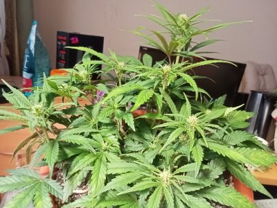 IMG20231125125848.jpg IMG20231125125848.jpg