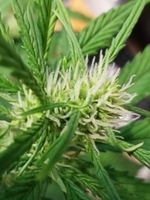 IMG20231125131112.jpg IMG20231125131112.jpg