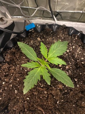 9 дней 1.jpg 9 дней 1.jpg