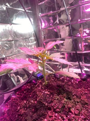 12 дней 1.jpg 12 дней 1.jpg