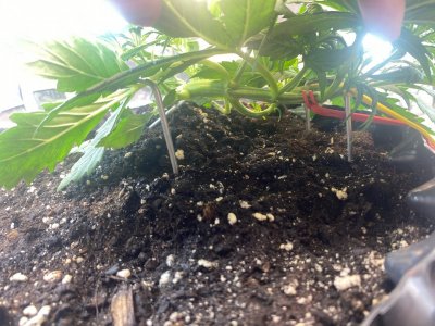 19 дней 3.jpg 19 дней 3.jpg