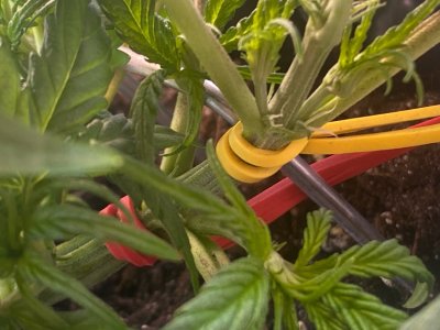 19 дней 4.jpg 19 дней 4.jpg