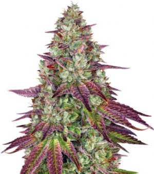 mimosa evo.jpg mimosa evo.jpg