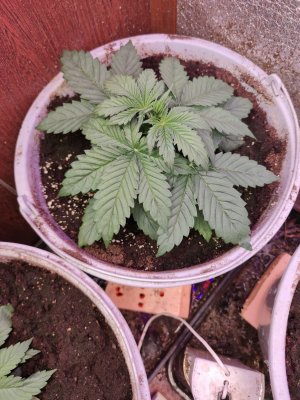 1701369435928..jpg 1701369435928..jpg