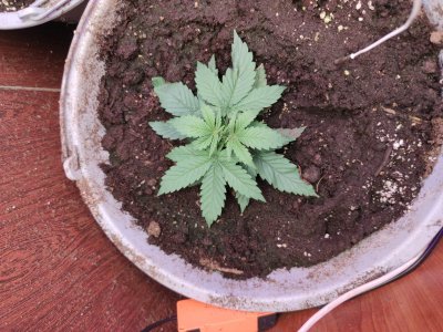 1701369553060..jpg 1701369553060..jpg