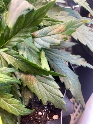 22 дня 1.jpg 22 дня 1.jpg