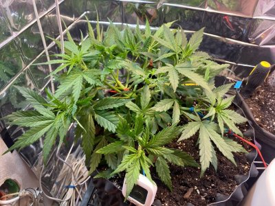 24 дня 1.jpg 24 дня 1.jpg