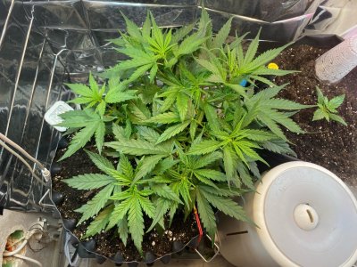 24 дня.jpg 24 дня.jpg