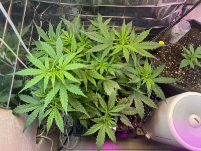 26 день.jpg 26 день.jpg