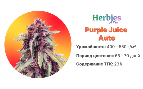 Purple Juice Auto Purple Juice Auto