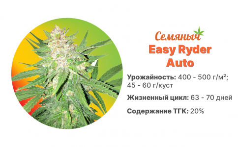 Easy Ryder Auto Easy Ryder Auto