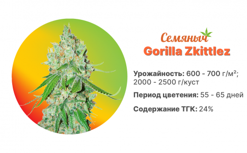 Gorilla Zkittlez