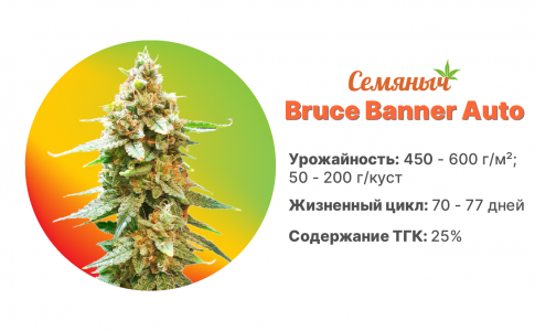Bruce Banner Auto