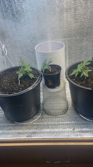 84686ec2-dcd7-4a95-a12b-3183de6b63ce.jpg 84686ec2-dcd7-4a95-a12b-3183de6b63ce.jpg