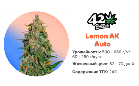 Lemon-ak.jpg Lemon-ak.jpg
