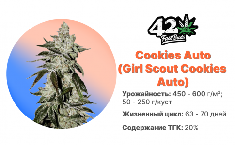 Cookies Auto Cookies Auto