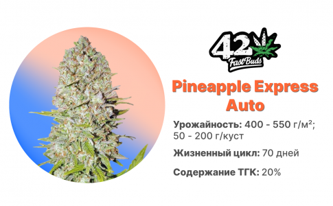 Pineapple Express Auto Pineapple Express Auto