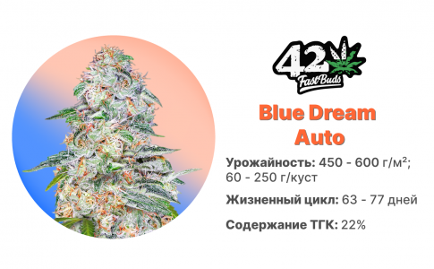 Blue Dream’matic Auto