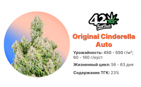 Original Cinderella Auto Original Cinderella Auto