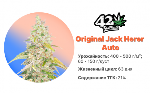 Original Jack Herer Auto