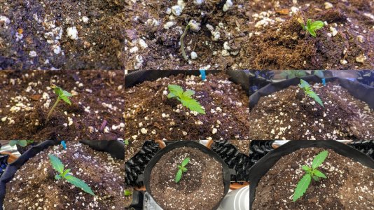 1703451087105.jpeg 1703451087105.jpeg