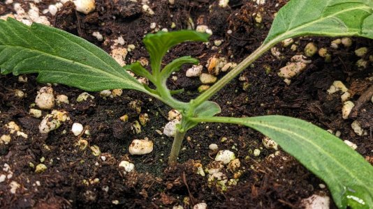 1703975995713.jpeg 1703975995713.jpeg