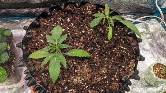 1703976026492.jpeg 1703976026492.jpeg