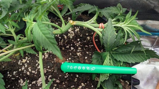 1704832546965.jpeg 1704832546965.jpeg