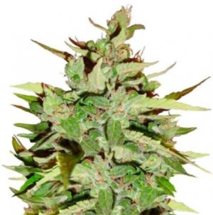 stress killer.jpg stress killer.jpg